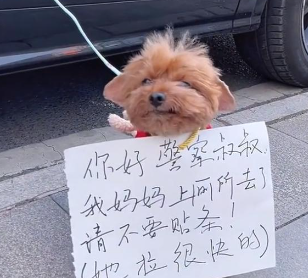 女子临时停车将狗拴车门上,并给汪挂上纸牌,看清后:也太机智了