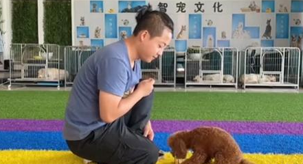 教狗狗递烟,只需这四步,既可听懂主人命令