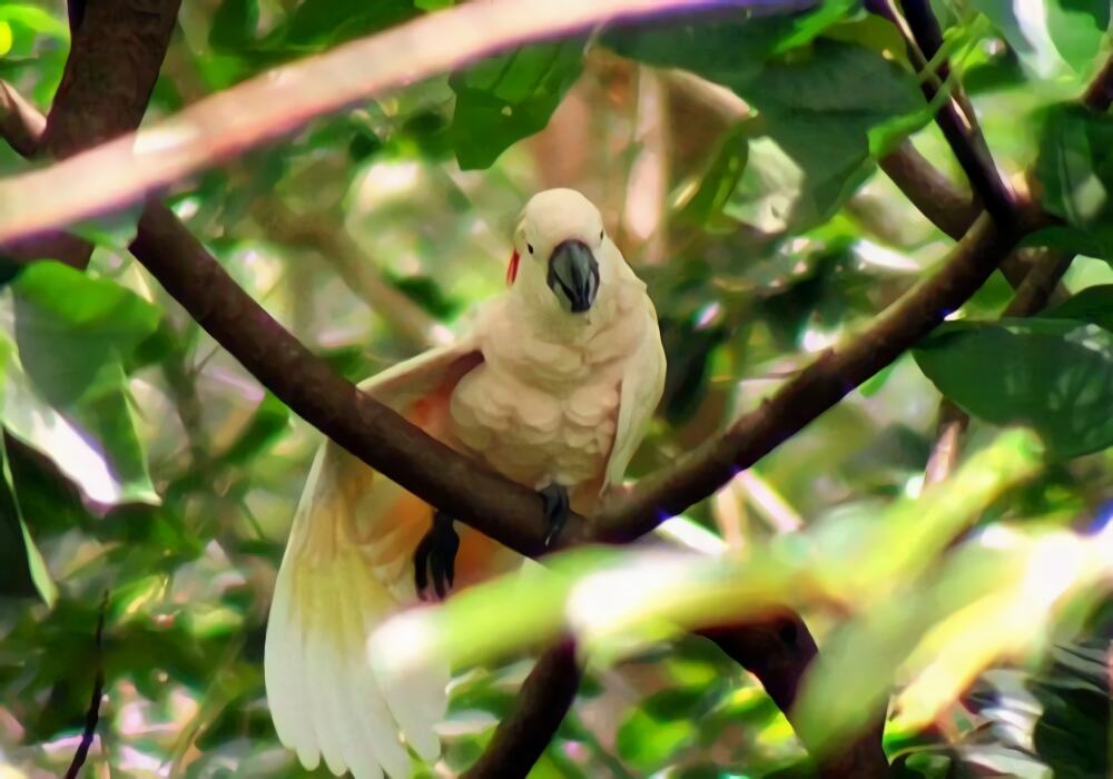 摩鹿加凤头鹦鹉身份信息