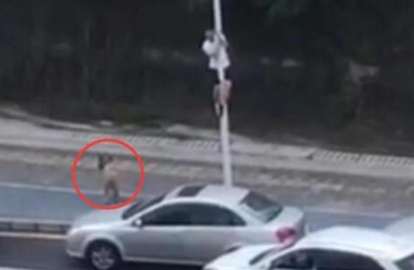 小伙为躲流浪狗爬路灯杆,保安全副武装将狗赶走!