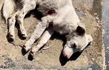 狗狗被砍伤无法站起，身上伤口触目惊心，求生欲让它躺着就吃起来