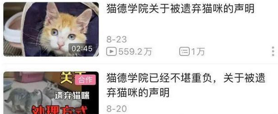 爱心网红靠流浪狗得百万打赏,猫德学院濒临破产,宠物经济真奇怪