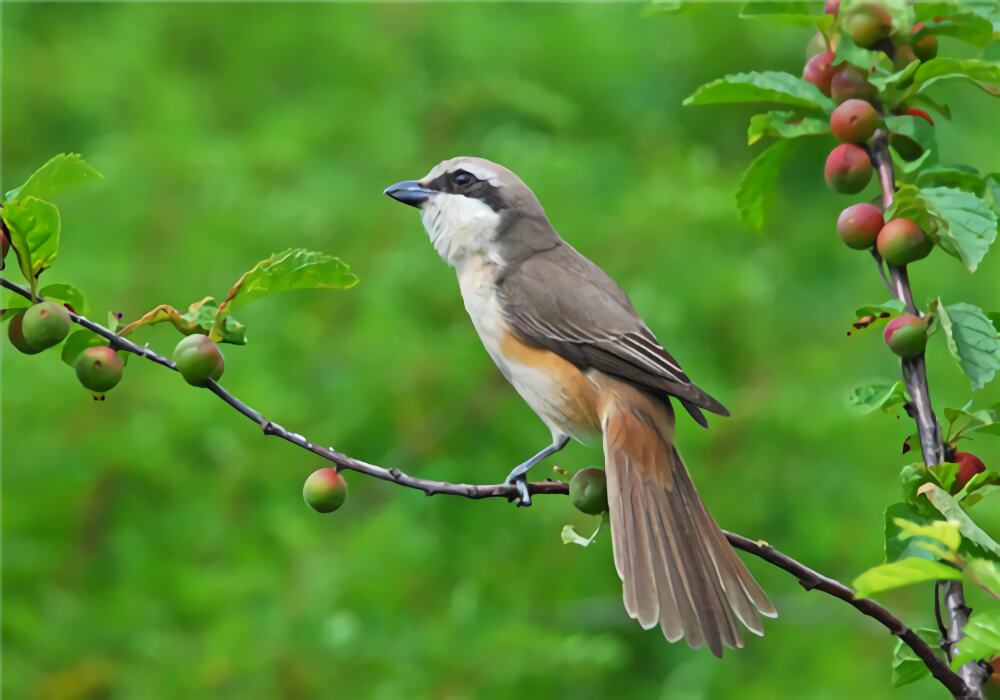 红尾伯劳身份信息