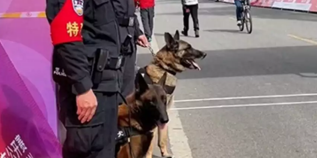 警犬执勤时憋不住拉粑粑,满脸羞愧,网友:带薪拉屎!