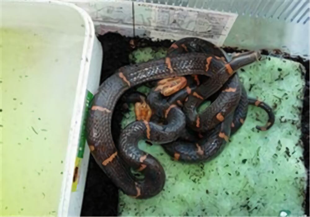 东方虎蛇身份信息