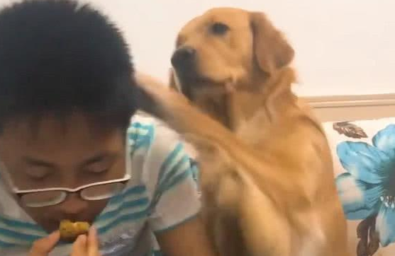 小主人有意不给金毛吃牛肉干,金毛狗狗很生气,下手便是一巴掌