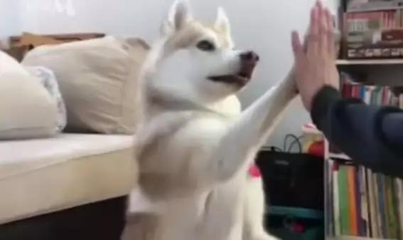 一只猫被一只二哈养大,但猫觉得自己是只狗