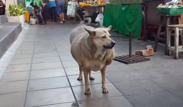 流浪狗因太多好心人喂食,竟成全市最胖的狗