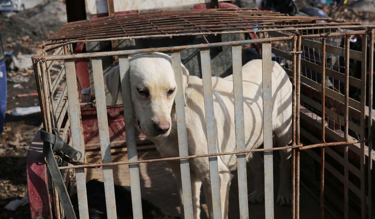 竟有人训练“陷阱狗”，专门诱拐你家狗卖到狗市，4种狗最易忽悠