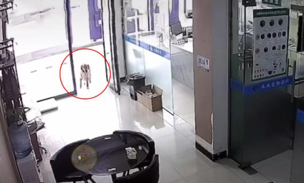 金毛犬和主人走失后,自己跑到宠物医院求助,金毛:我主人不见了