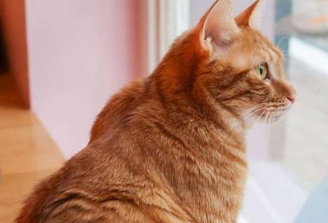 铲屎官遛狗途中偶遇热情大橘,全程粘着狗子,恍若一只“舔狗”猫