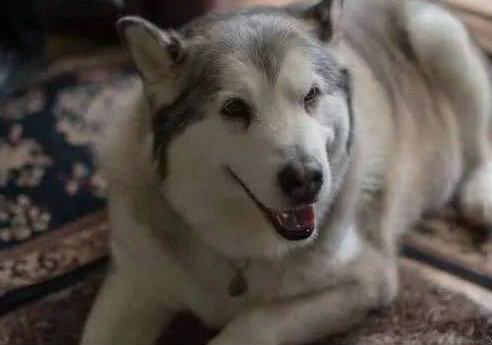 女人把狗狗告到法庭,大法官一看狗狗身型,立即公布没罪