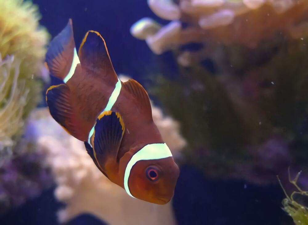 金边透红小丑鱼身份信息