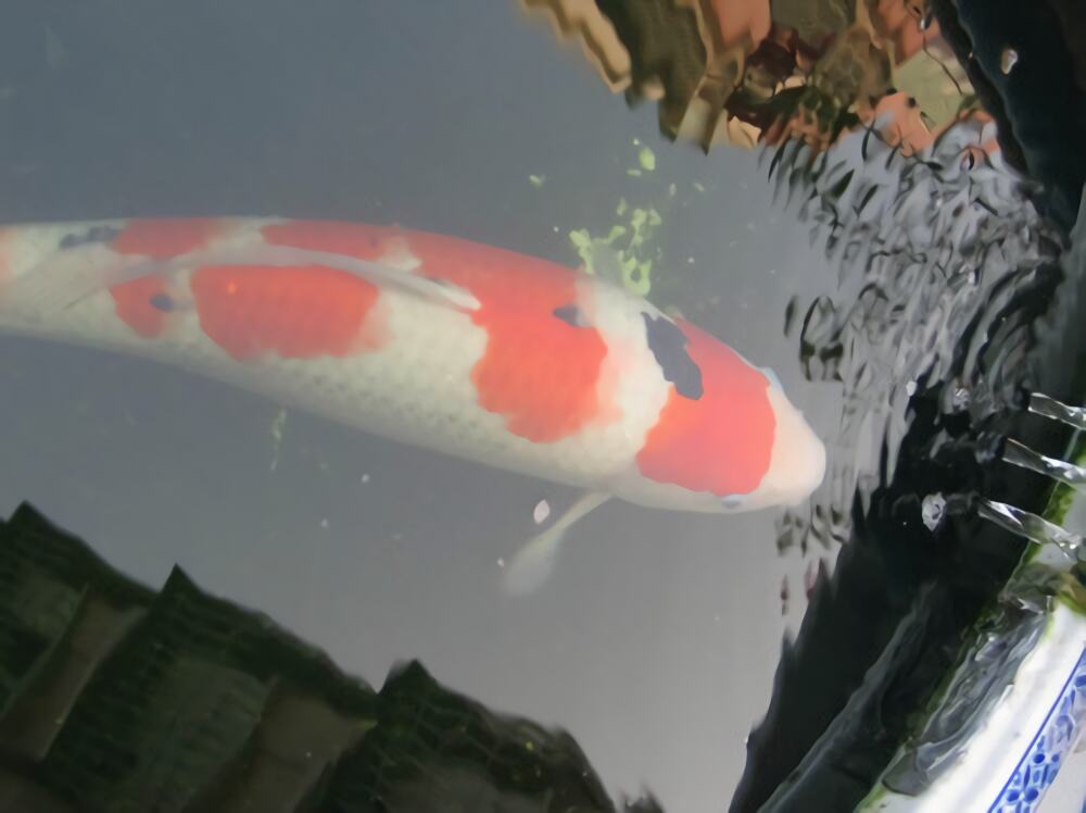 大正三色锦鲤身份信息