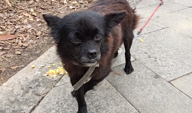 睡在河边草丛里的怀孕流浪狗，获救后却经常发呆，也许狗狗还在想它的主人