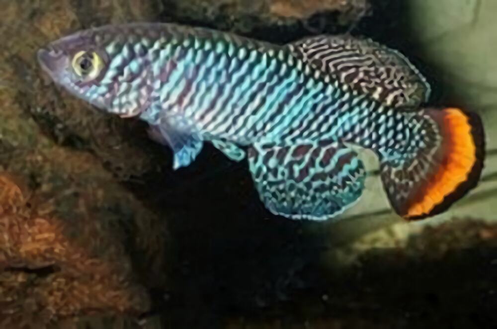 罗氏琴尾鱼身份信息