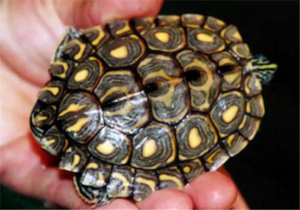 环纹地图龟身份信息