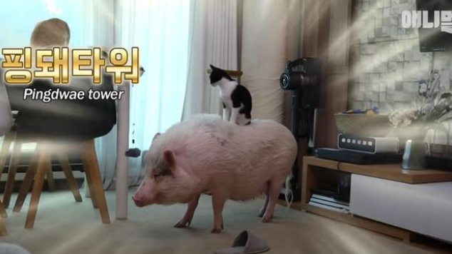 妹子的宠物猪跟狗狗一样聪明，为了它们主人特意搬到郊区！