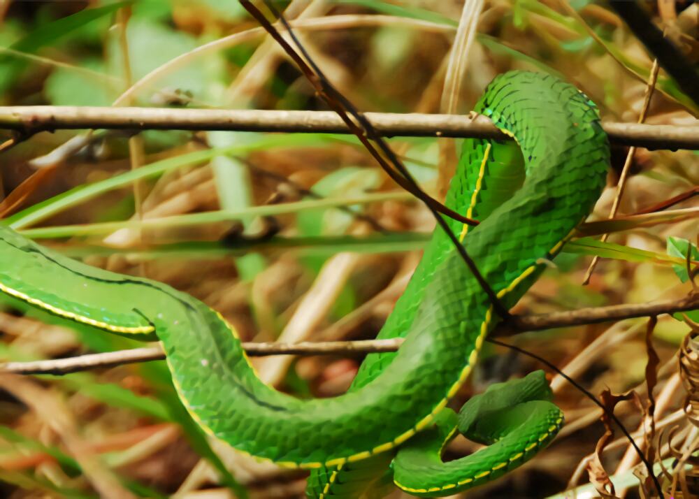 白唇竹叶青身份信息