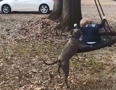 超暖狗保姆比特犬 前脚加嘴巴推弟弟荡秋千