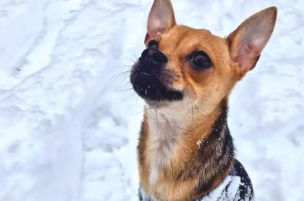 狗狗残疾被丢垃圾箱，女生捡回家了却遭反对，它的行为最后让爸接纳