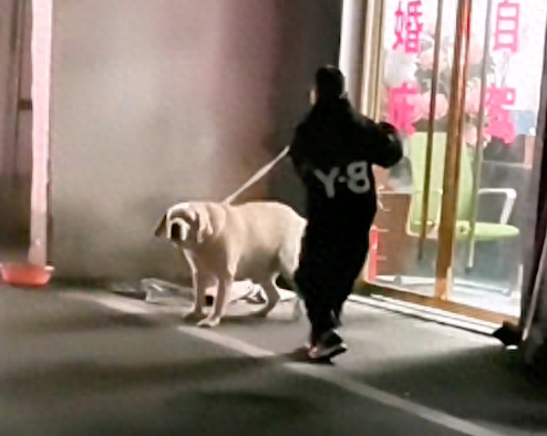 小男孩用绳子抽打店门口的狗狗,它边闪躲还边摇尾巴示好,好心疼