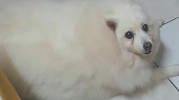 狗狗休重好多个月暴涨4倍,主人家却不逼迫它减肥,身后小故事令人辛酸