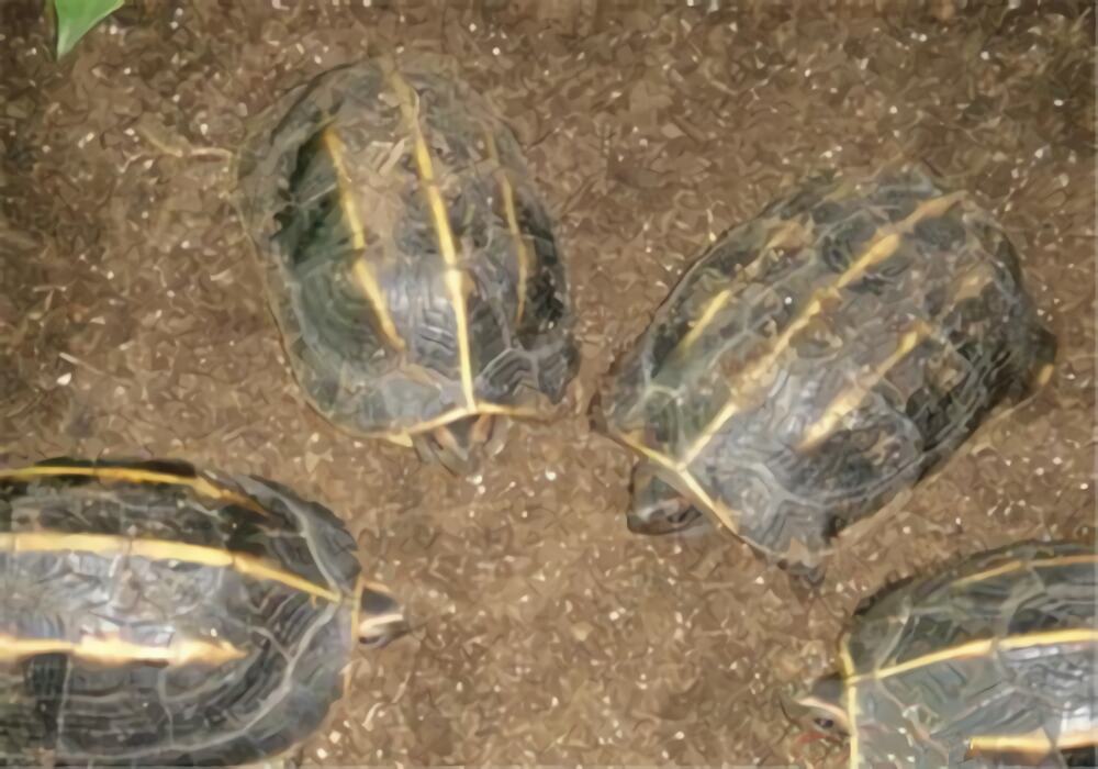 三棱黑龟身份信息