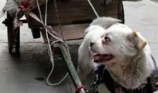 大爷出来捡破烂,回家时坐到马路边歇息,狗狗见后的行为令人感动