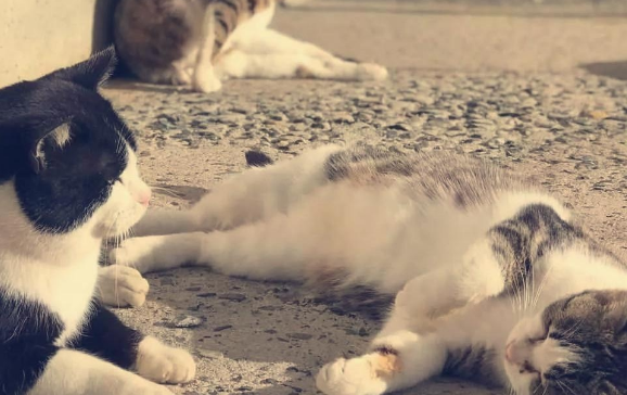 “奇葩”岛屿禁止任何狗上岛，却是猫咪的天堂