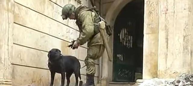 全球牺牲率高的军犬非德牧, 而是中国大部分家庭养殖此宠物犬
