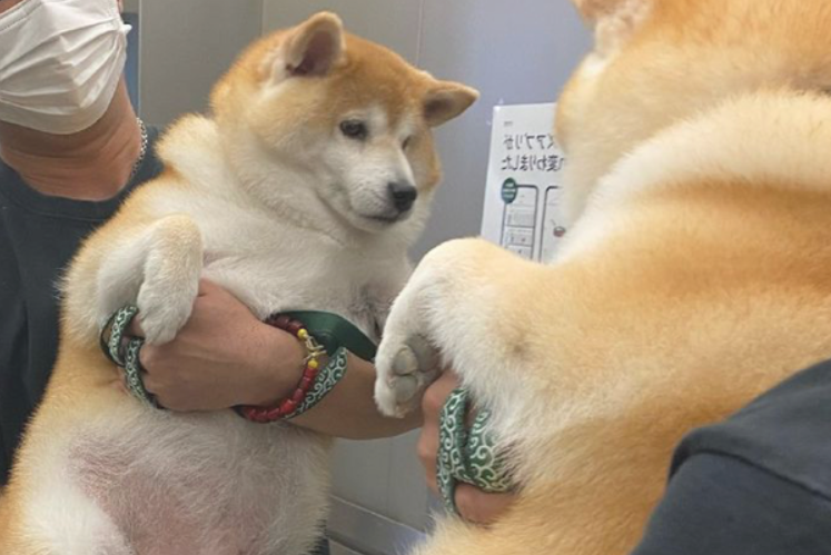 主人家怀着柴犬照镜子,它自身要不来了:只需我不看,我就不胖!