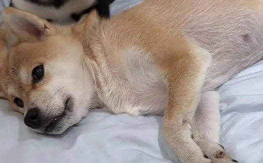 广州宠物狗中毒事件引发关注,养狗的朋友需谨慎