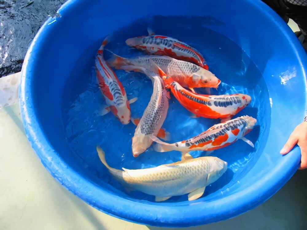 秋翠锦鲤身份信息