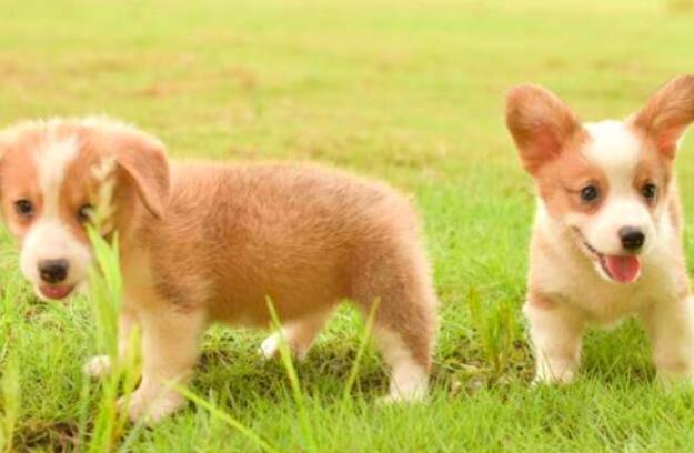 农村小伙2000元买对柯基狗，是不是很可爱！养不了免费送给大家！