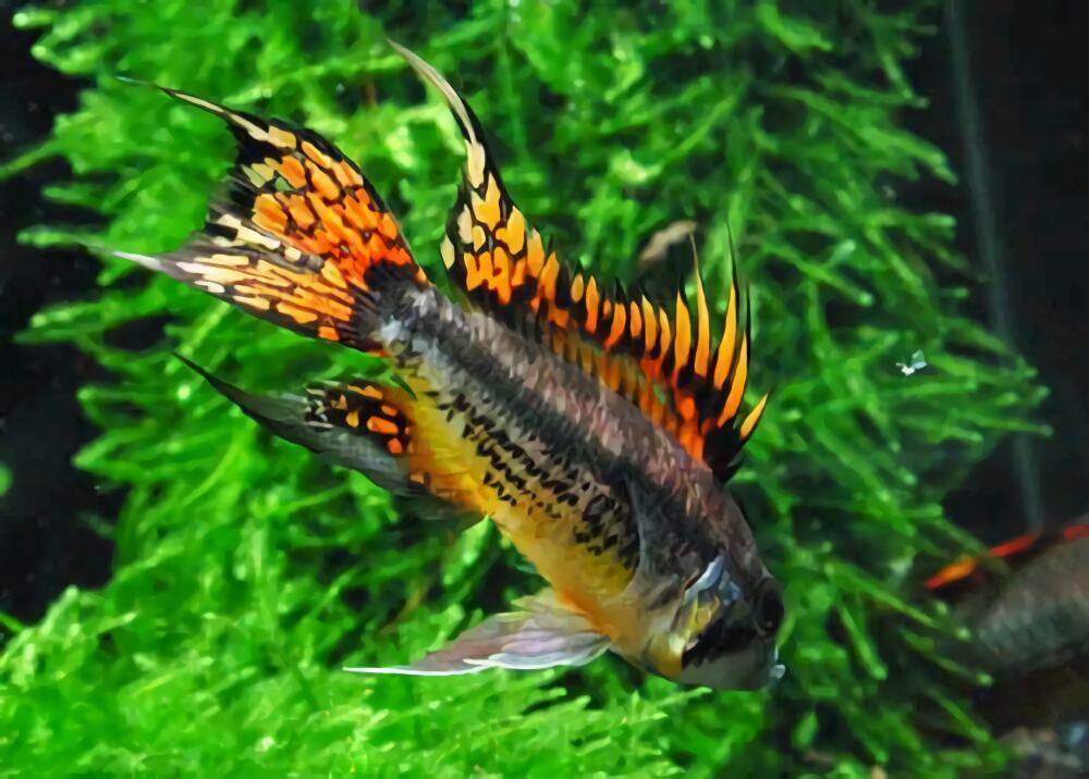 凤尾短鲷身份信息