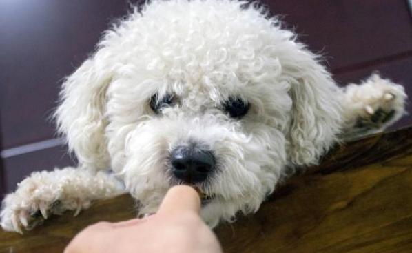 “收狗”牌子下的比熊犬,看见路人经过时,它的一个动作让人想哭