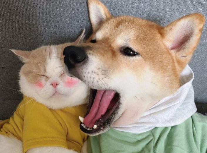 趁母猫不注意,狗狗对5只猫崽下手了