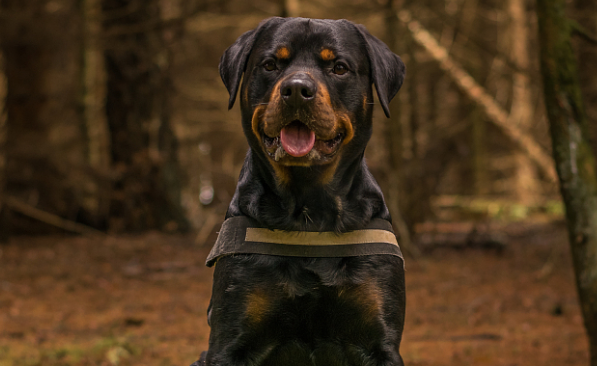 应尽快建立全国统一宠物犬禁养名单