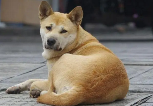 10年过去了,我的中华田园犬老狗还在等待我回家,狗牙齿都掉光了