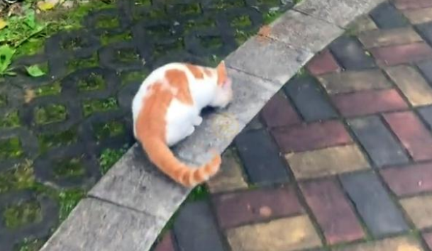 流浪猫上门求收留,竟遭家犬驱逐吓成飞机耳,为了留下它强装镇定