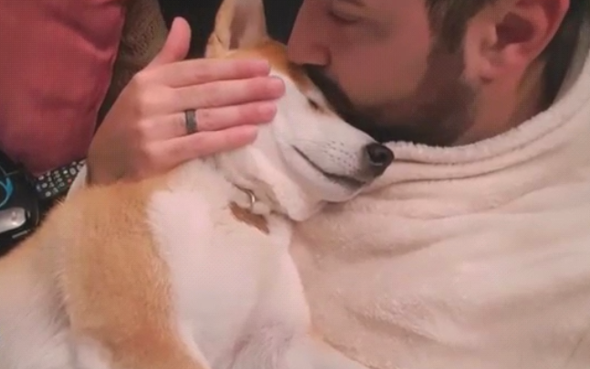 柴犬自小就躺主人手上睡,結果来到第二年,还把自身当奶狗