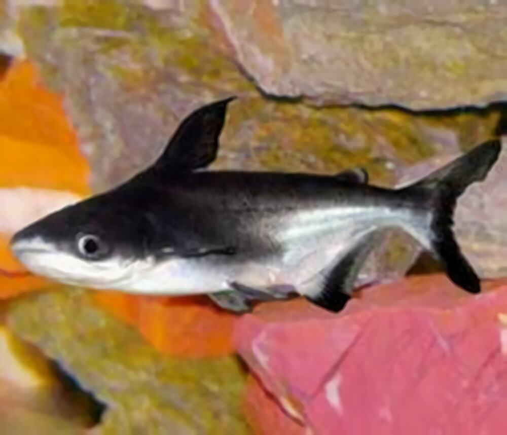 成吉思汗鱼身份信息