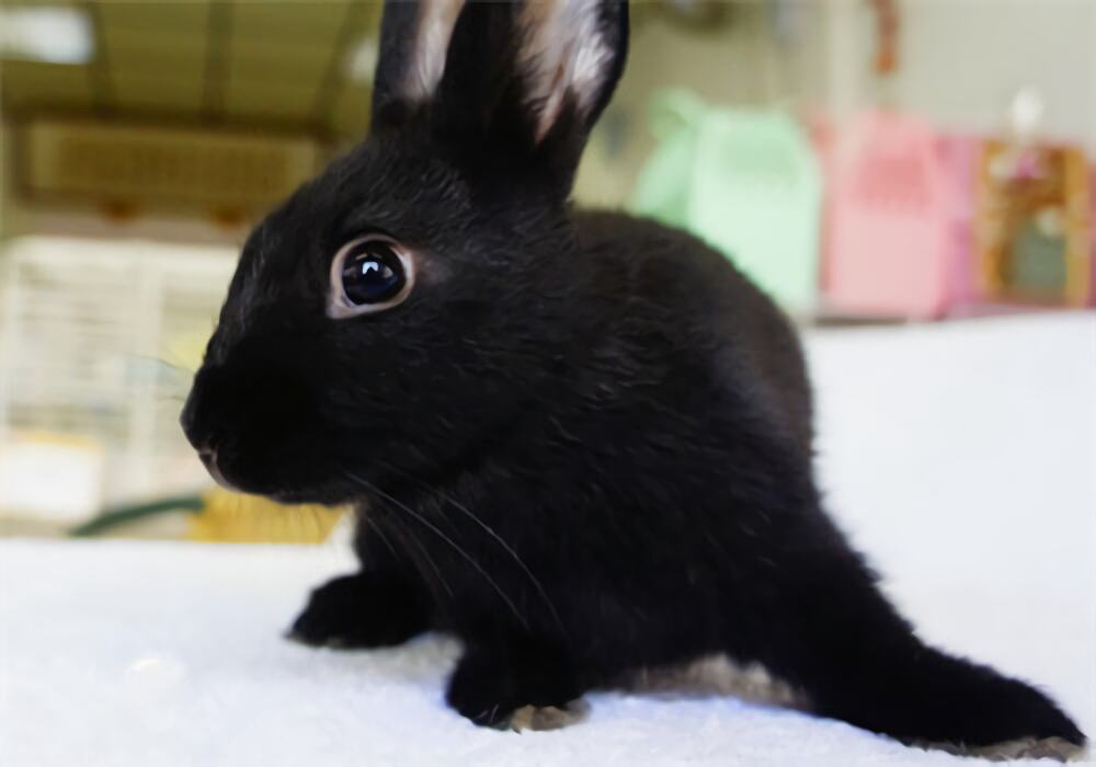 哈瓦那兔身份信息