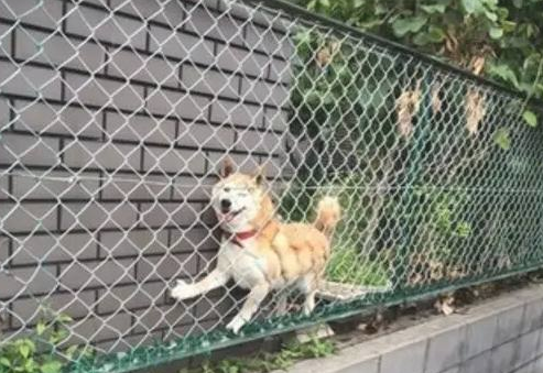 主人带柴犬出来转悠,結果每次都走丢,最终竟在那样的地点寻找它