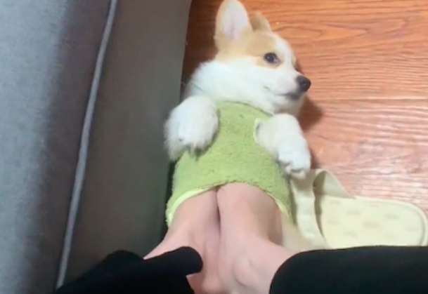 主人的脚冷,伸进了狗狗的衣服取暖,狗:我生病了你别后悔