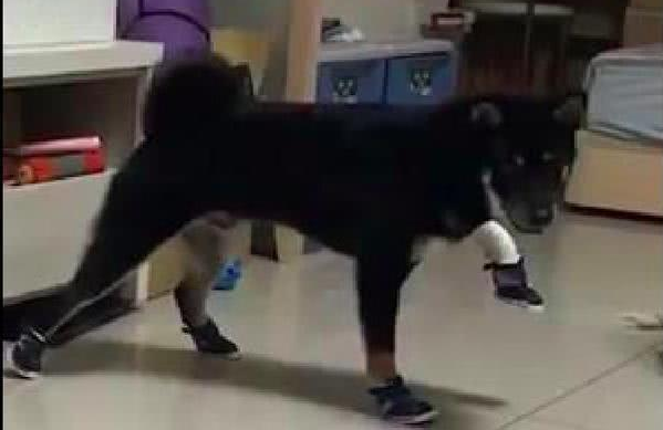 主人家忽然奇想给柴犬穿上鞋子,它大半天害怕动,还把脚抬得老高!