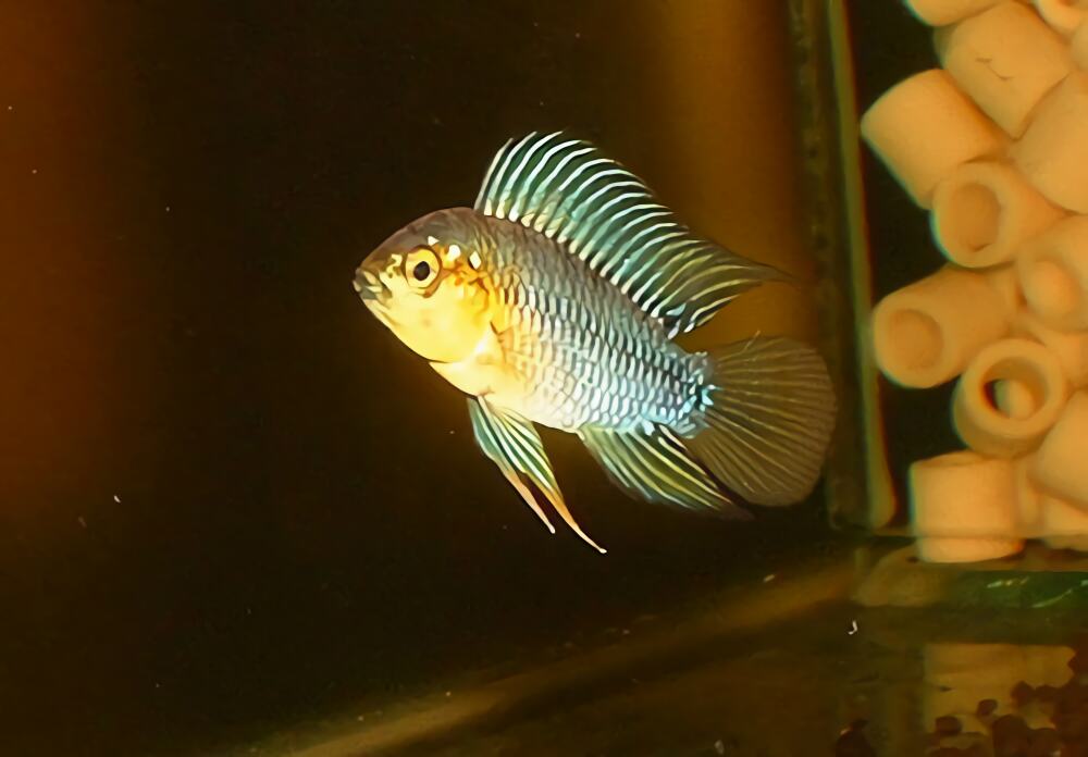 黄金短鲷身份信息