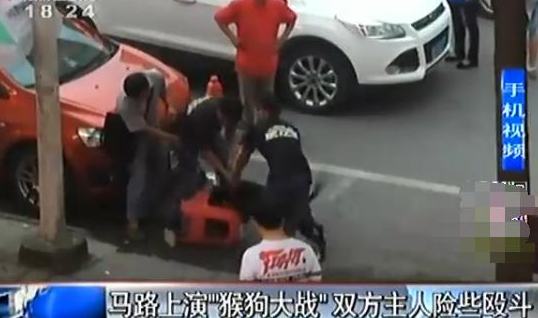 宠物斗牛犬当街紧咬小猴不放 主人因此大打出手
