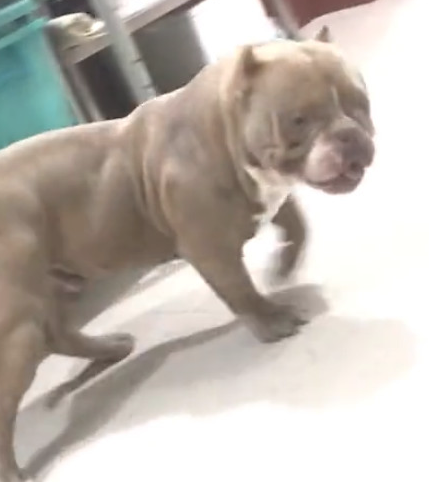 主人新买来个狗狗喂养器,結果给家中的恶霸犬吓傻了!